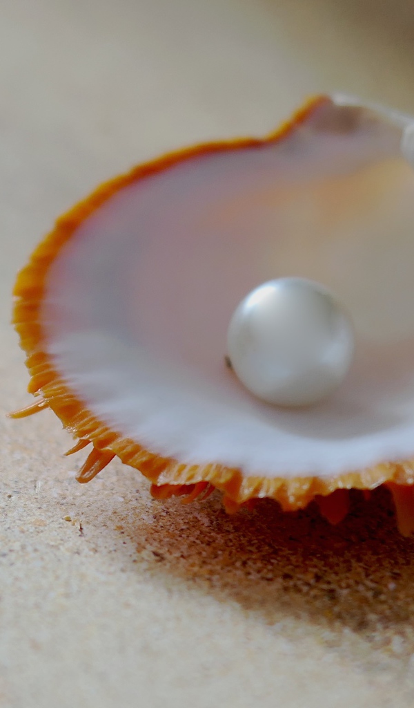 Морская ракушка с белой жемчужиной на песке