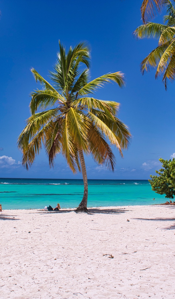 Высокие пальмы на берегу океана на  белом песке 
