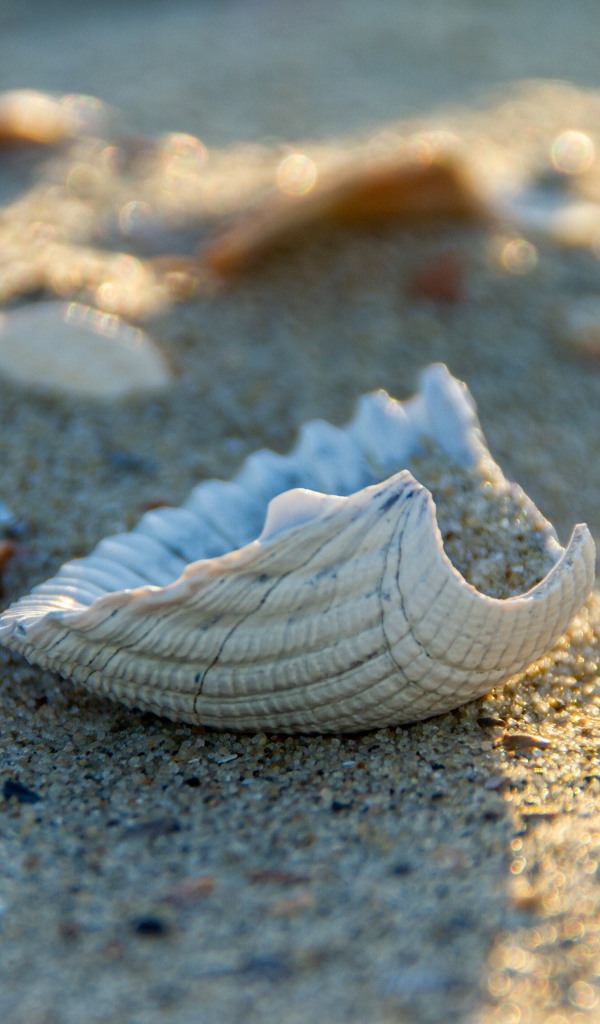 Белая ракушка на горячем песке летом