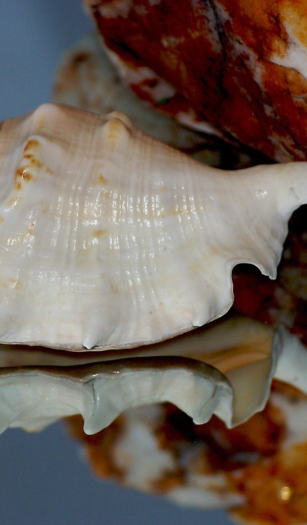 Белая ракушка отражается в зеркальной поверхности 