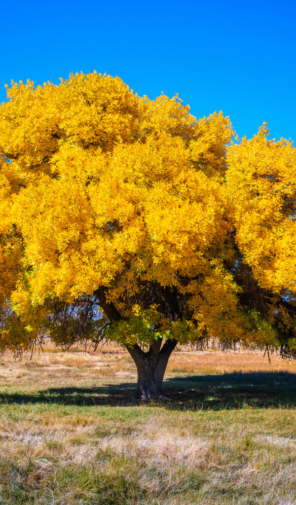 Большое покрытое желтыми листьями дерево под голубым небом