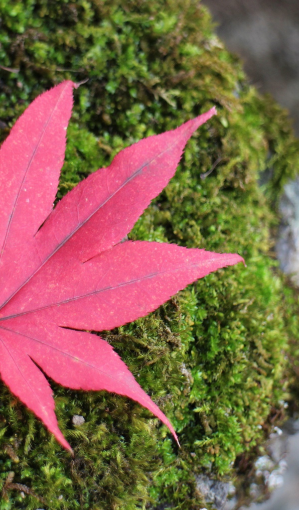 Красный опавший лист на покрытом мхом камне