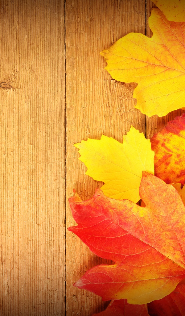Желтые яркие  осенние листья на деревянном фоне