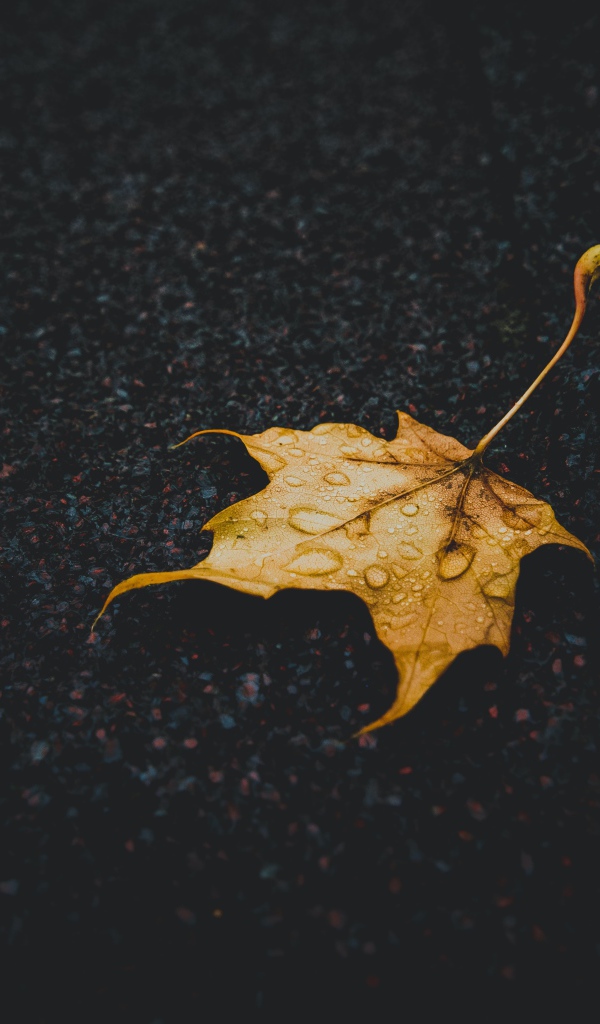 Желтый опавший лист на мокром асфальте