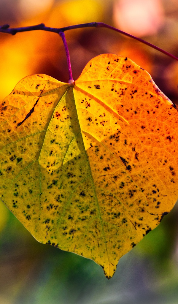 Желтый лист на ветке дерева в лучах солнца