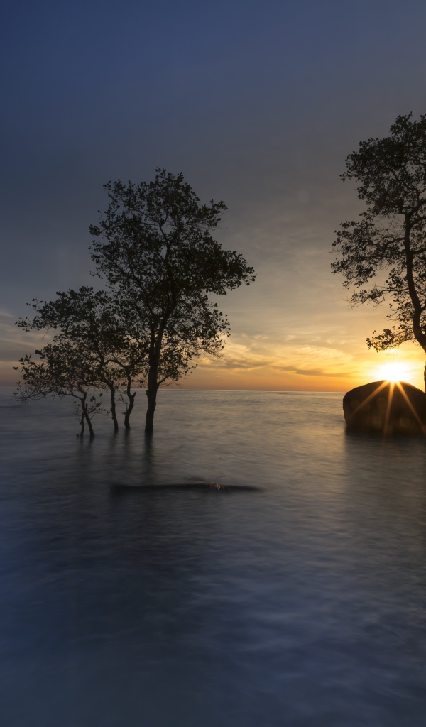 Деревья в воде на закате солнца летом