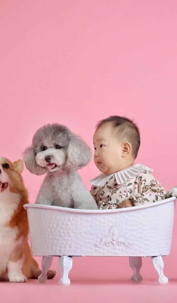 Маленький ребенок азиат с кошками и собаками на розовом фоне