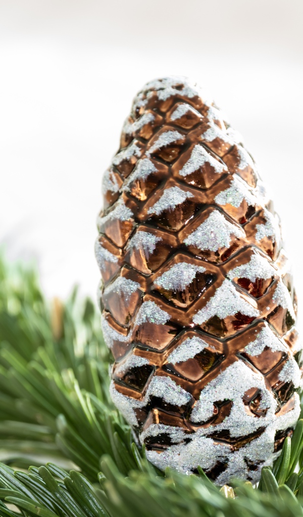 Big brown pine cone with green spruce branch