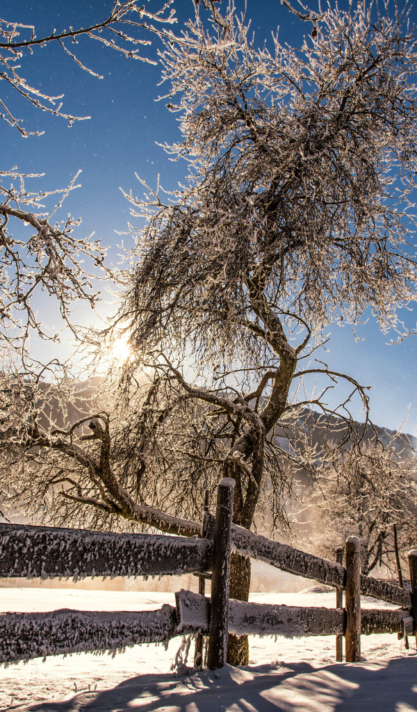 Покрытые инеем деревья у забора в лучах солнца зимой