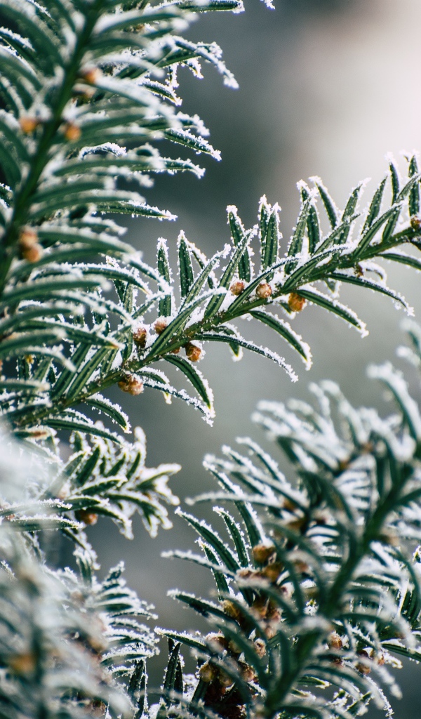 Зеленая еловая ветка в инее зимой