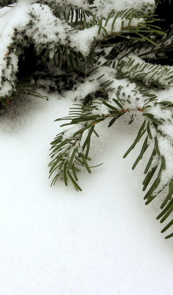 Покрытая снегом зеленая ветка ели зимой 
