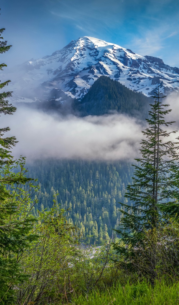Красивый вид на заснеженную гору и лес в национальном парке, США 