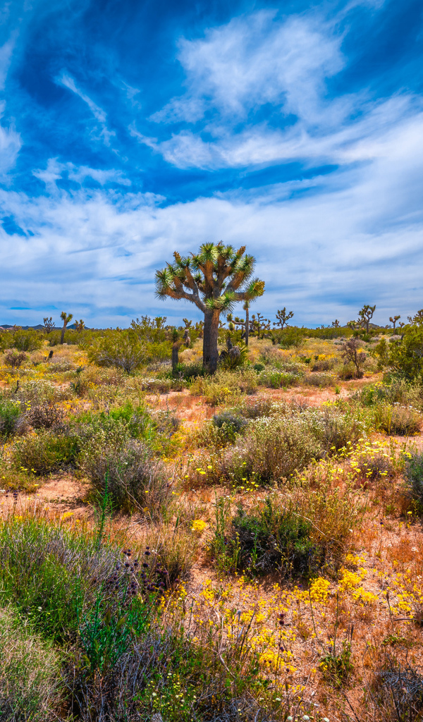 Колючие кактусы в национальном парке Калифорнии под красивым небом, США