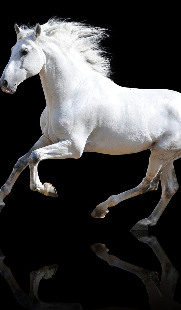 Большой белый конь на черном фоне