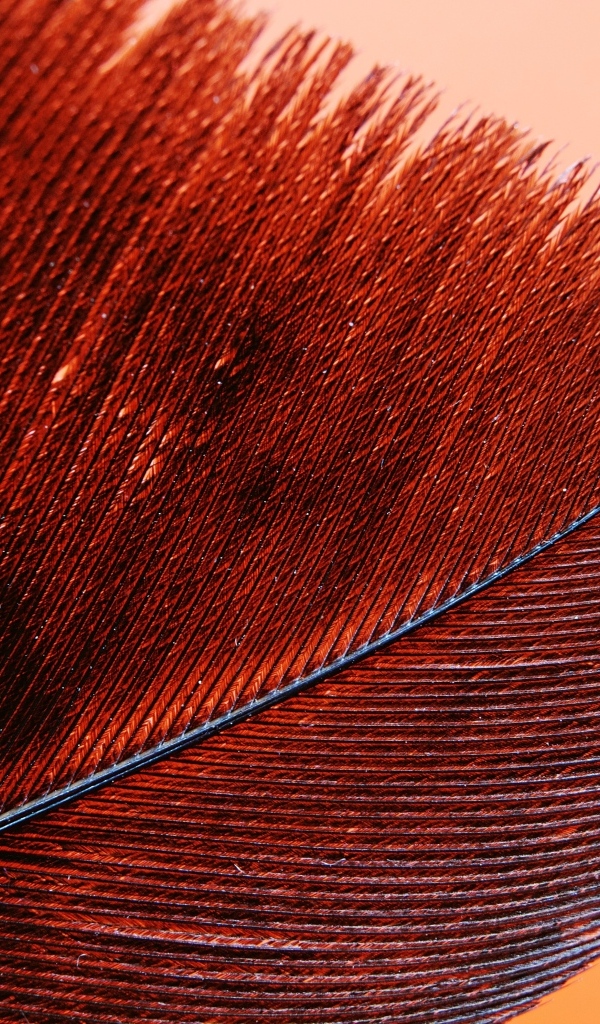 Красное перо крупным планом