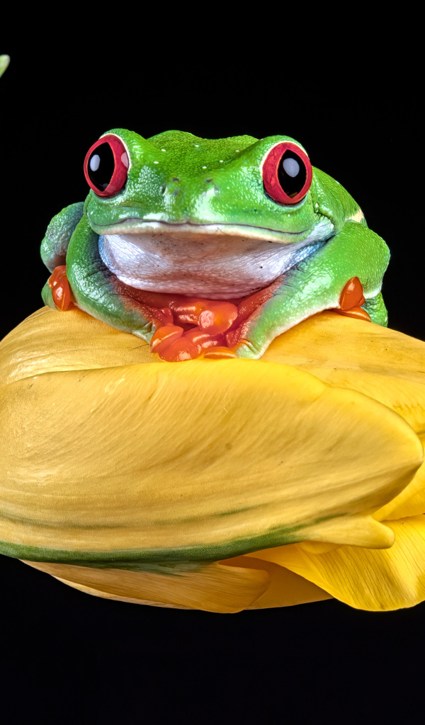 Зеленая лягушка сидит на желтом тюльпане