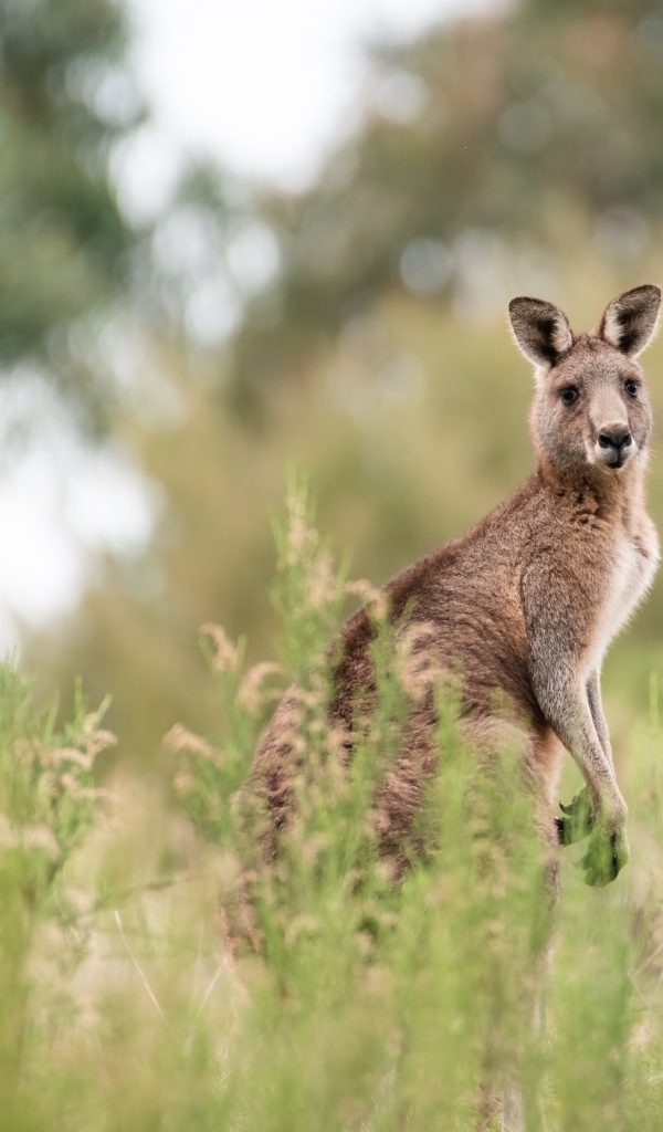 Большой кенгуру сидит в траве