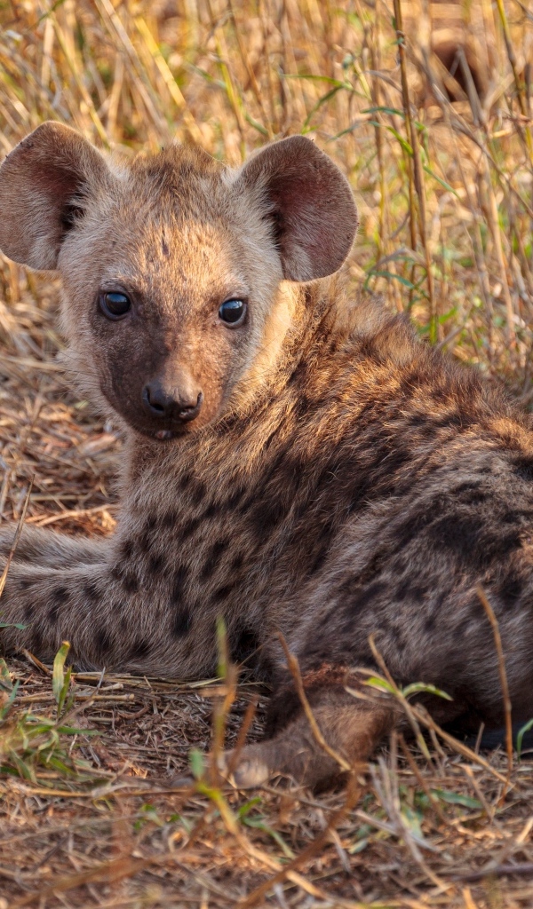 Детеныш гиены лежит на траве