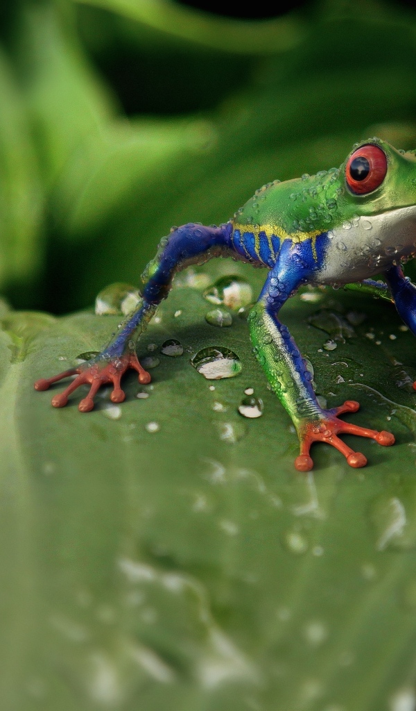 Маленькая зеленая лягушка сидит на зеленом листе