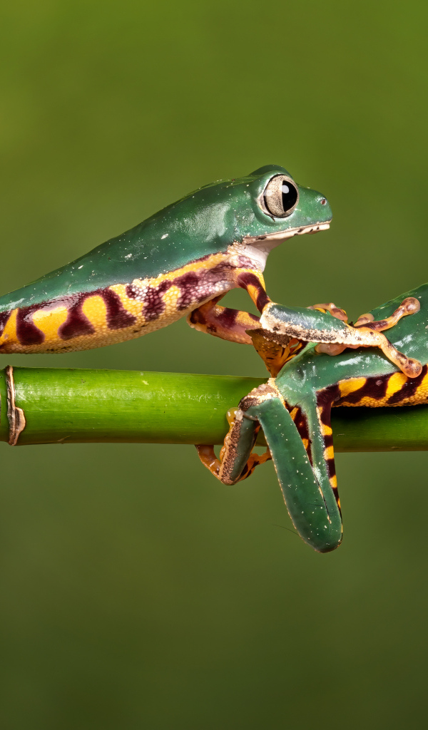 Две зеленые лягушки на ветке