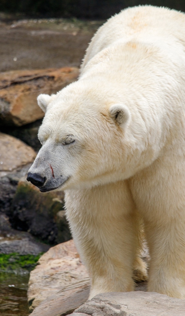 Большой белый медведь стоит у воды в зоопарке