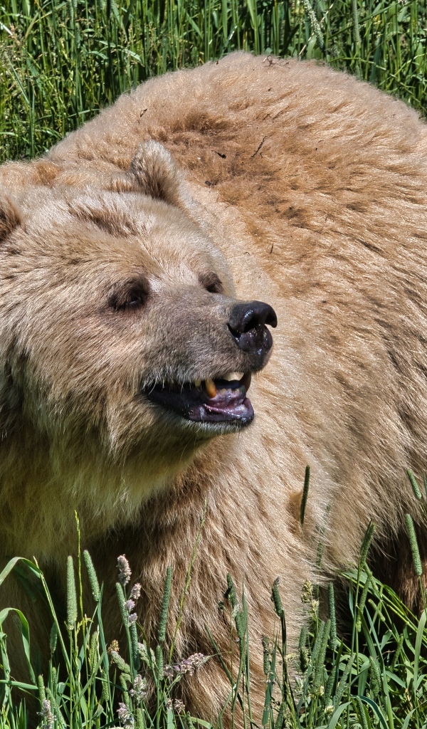 Big brown bear in green grass