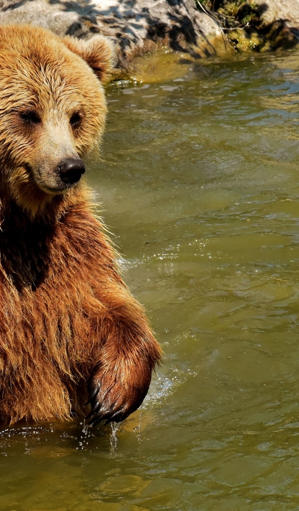 Большой бурый медведь в воде