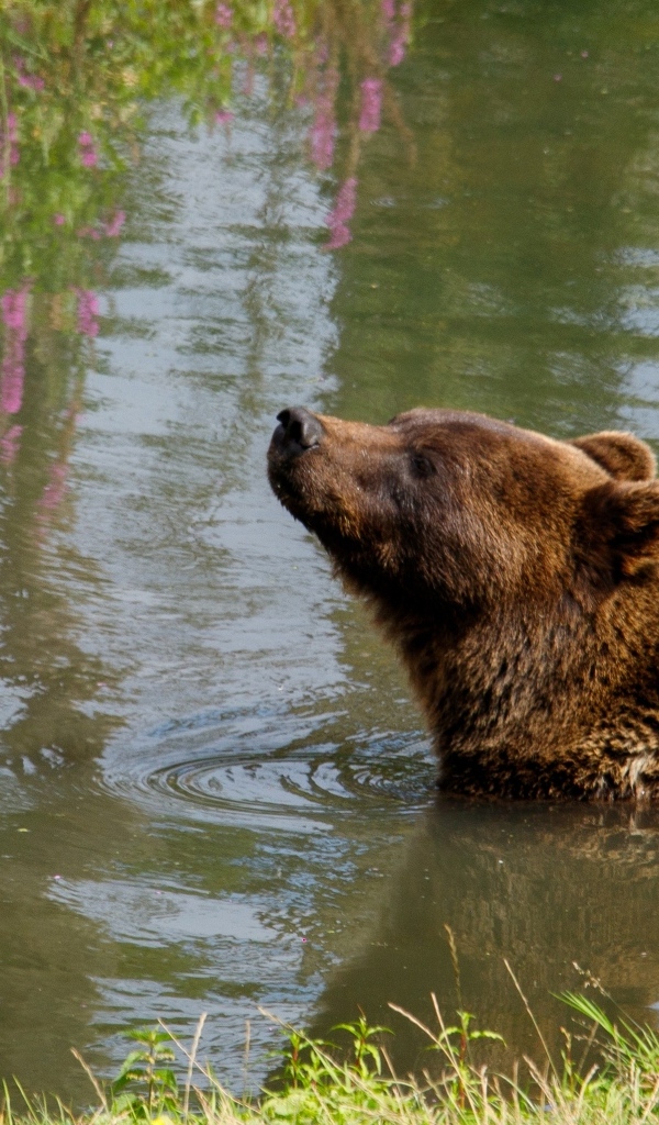Большой бурый медведь плавает в воде