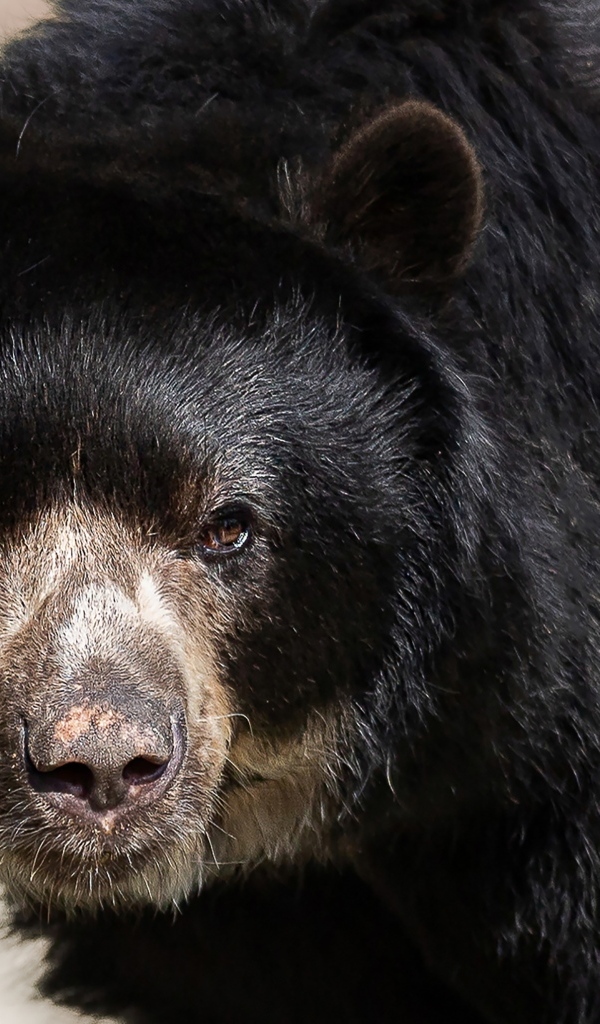 Большой бурый дикий медведь крупным планом
