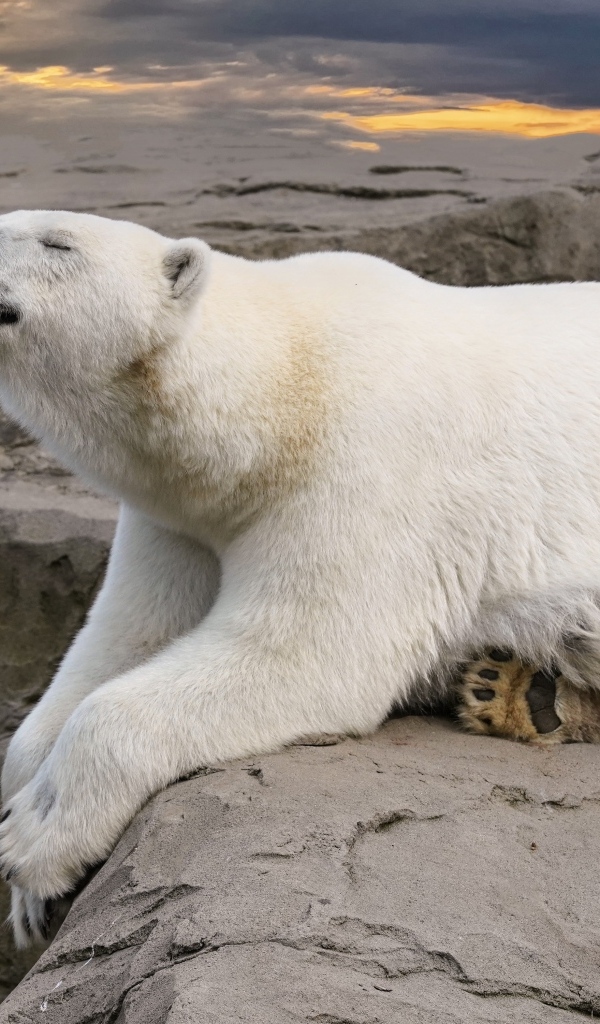 Большой белый медведь спит на камне