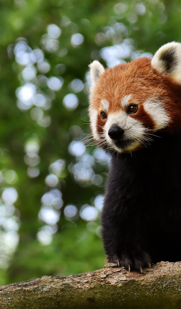 Большая красная панда сидит на дереве