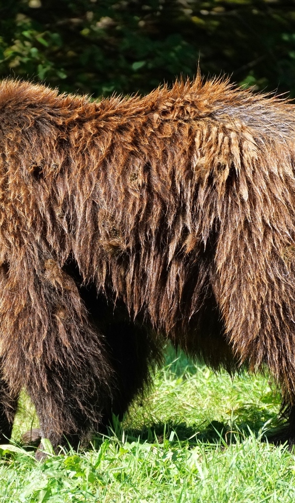 Большой мокрый бурый медведь на траве