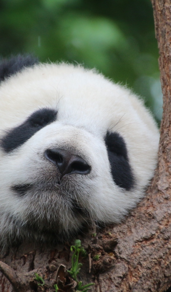 Милая панда спит на дереве