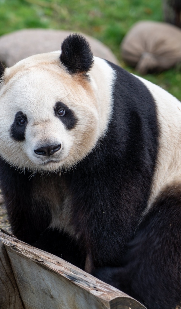 Большая панда в зоопарке