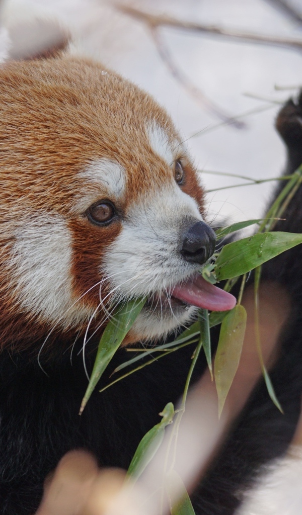 Красная панда ест ветки эвкалипта