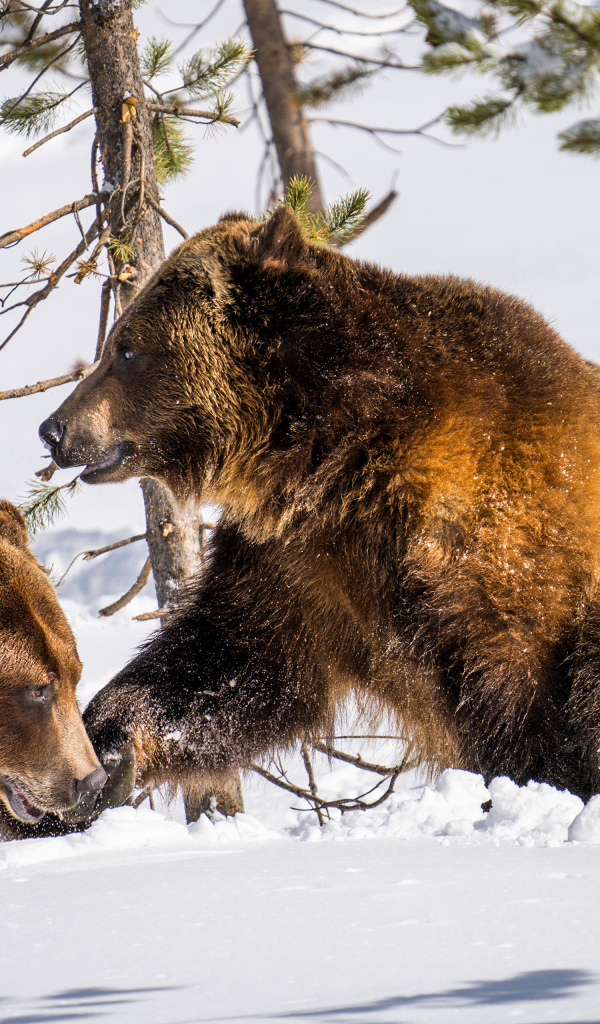 Два бурых медведя на снегу