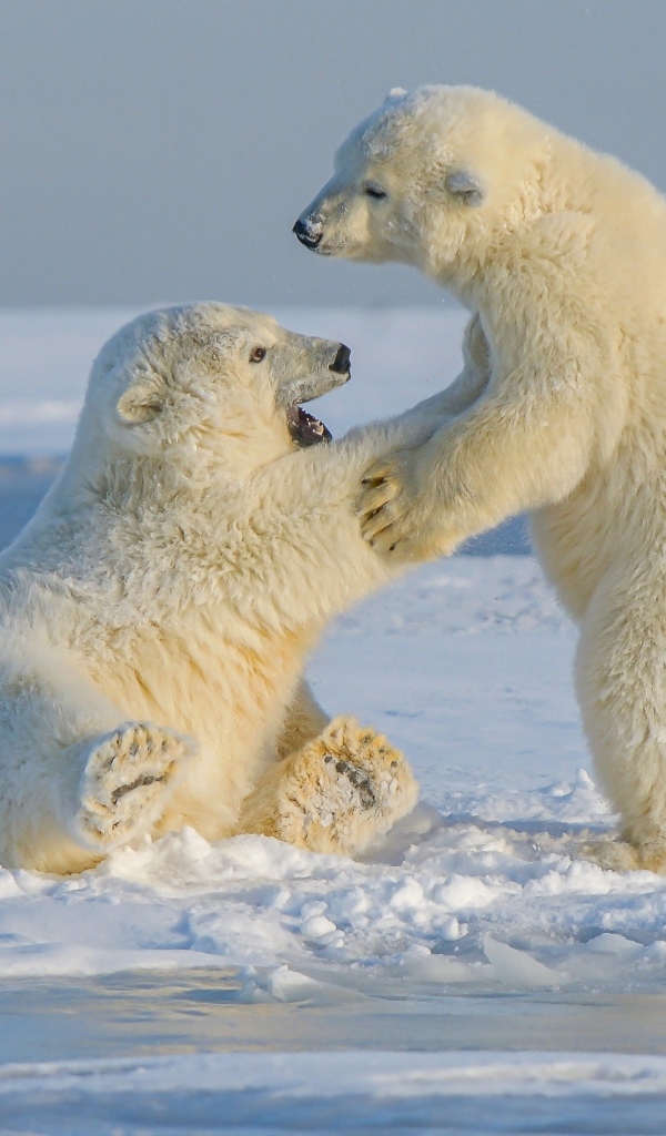 Два полярных медведя на снегу