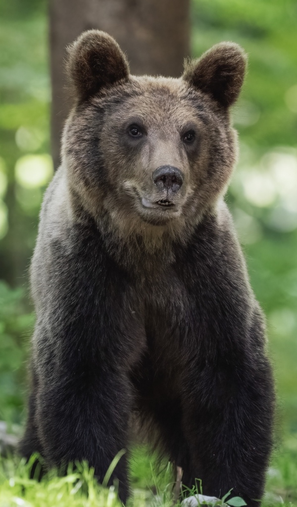 Молодой бурый медведь в лесу