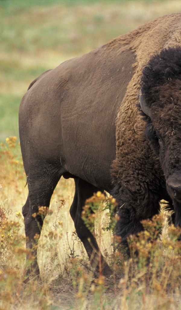 Большой бизон на траве
