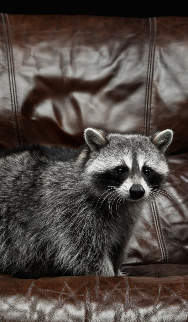 Big gray raccoon on a leather chair