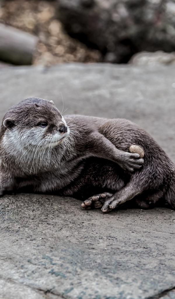 Милая выдра отдыхает на камне