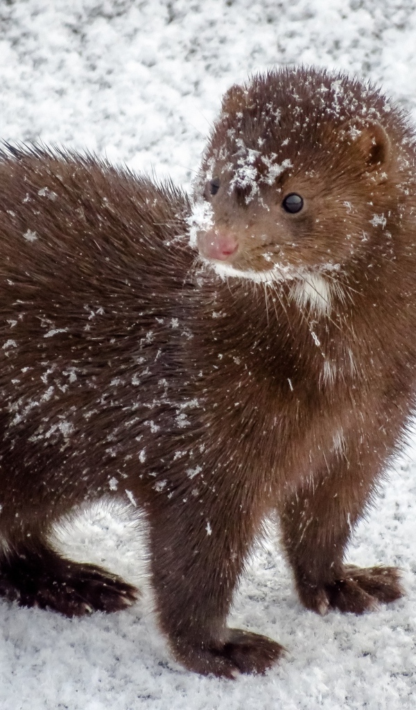 Пушистая норка в снегу зимой