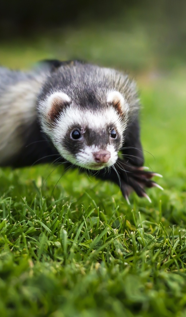 Смешной хорек прыгает по траве