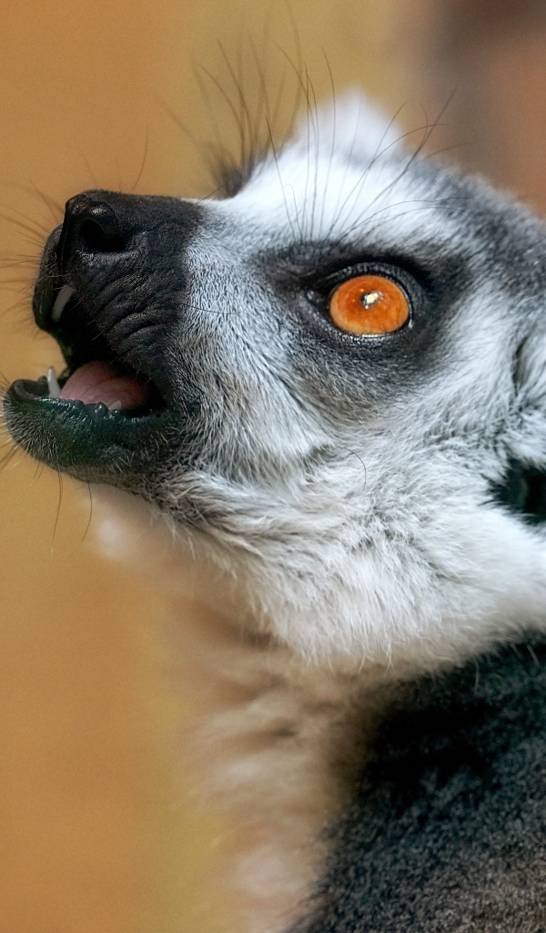 Голова лемура с желтыми глазами