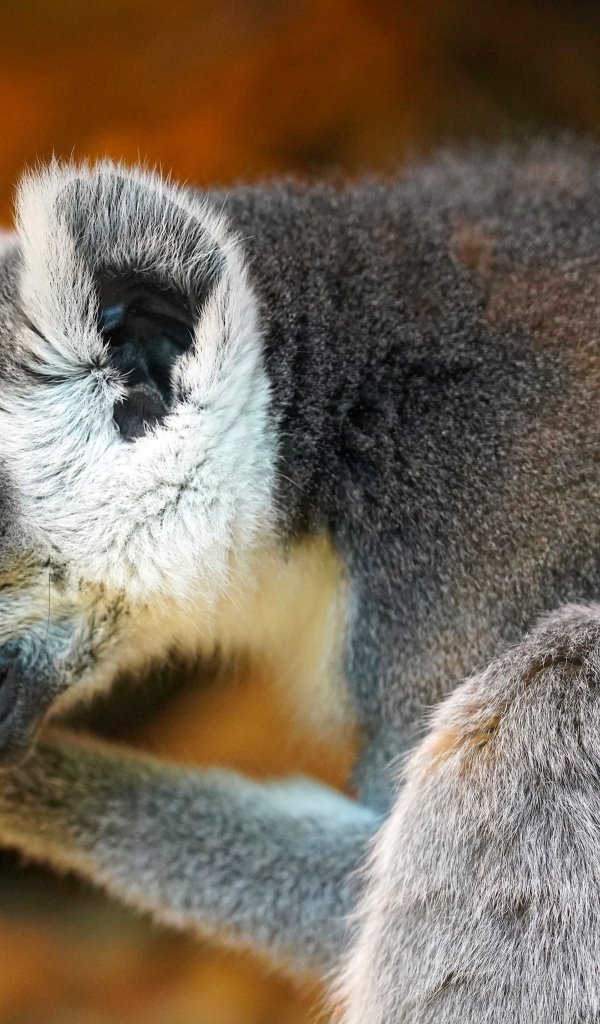 Лемур с открытым ртом крупным планом