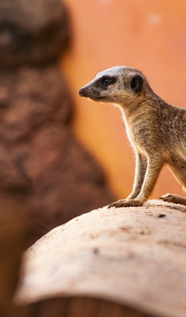 Маленький сурикат на камне крупным планом