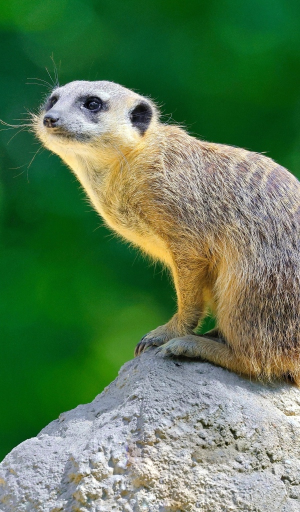 Маленький сурикат сидит на камне