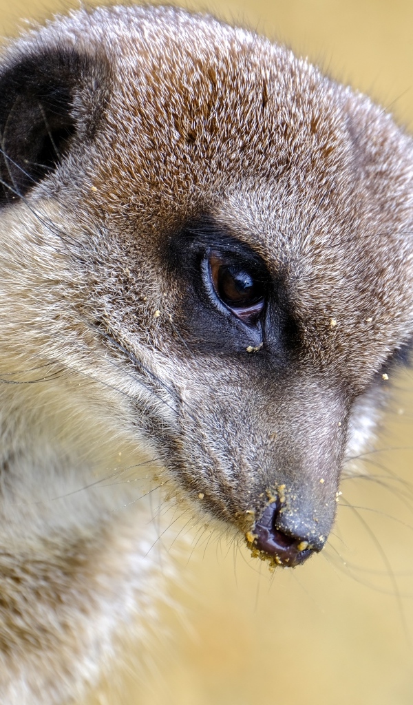 Голова суриката крупным планом