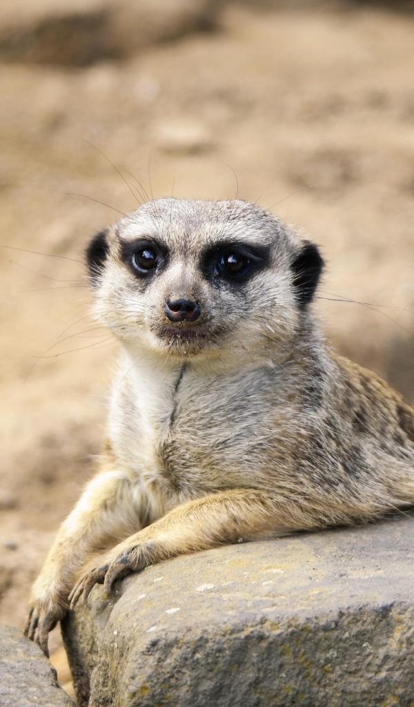 Meerkat with big eyes sits near a stone