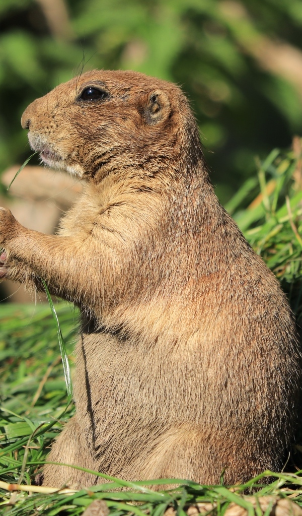 Луговая собачка грызет траву